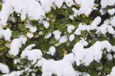 Aralık ayında kar altında yeşil ve sarı yapraklar.