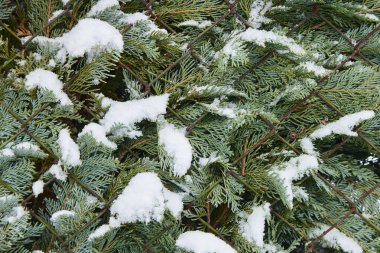 Kışın karların altında kozalaklı ağaçlar.