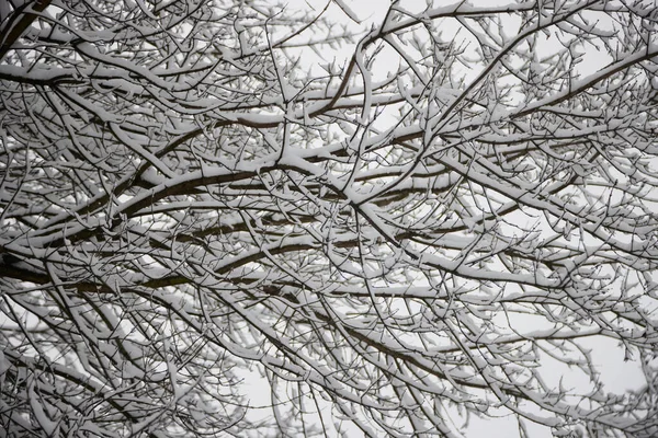 Parkta yaprakları olmayan kış ağacı dalları.