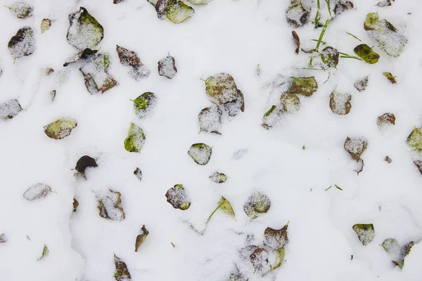 Sonbahar yaprakları ormanda karla kaplı.