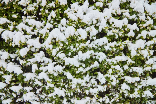Bahçede kar altında yeşil yapraklar.