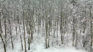 A flight along the woods and trees in forest during snowy winter.