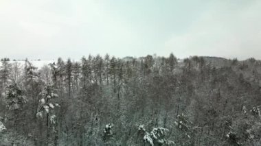 Aerial flight over the forest to the field in winter.