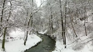 Aerial flight above forest rivulet during winter surrounded by pines covered with a lot of snow.