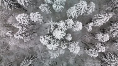 Aerial view of winter white forest snow from above in Poland. Takeoff up.