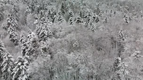 Mixed Winter Forest Mountains — Video Stock