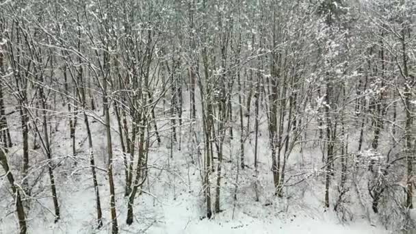 Flight Woods Trees Forest Snowy Winter — Wideo stockowe