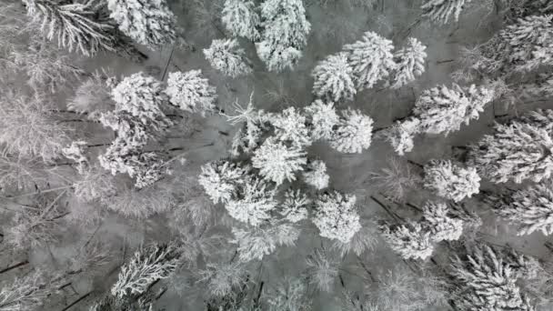 Aerial View Winter White Forest Snow Poland Descent — Wideo stockowe