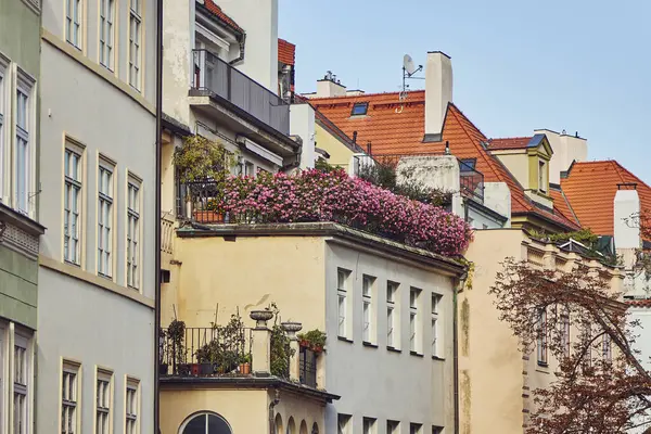 Rose flowers on the terrace of an old house in Prague next to tile roof.