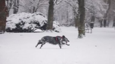 A dog - English setter runs through a snowy park under falling snow in winter. Video in slow motion.