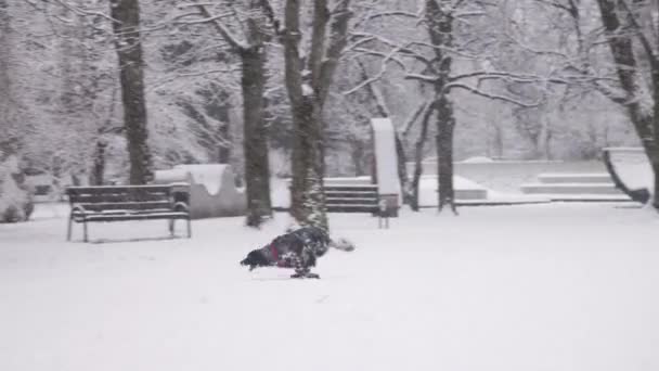 Dog English Setter Running Falling Snow Winter Krakow Poland Video — Stock Video
