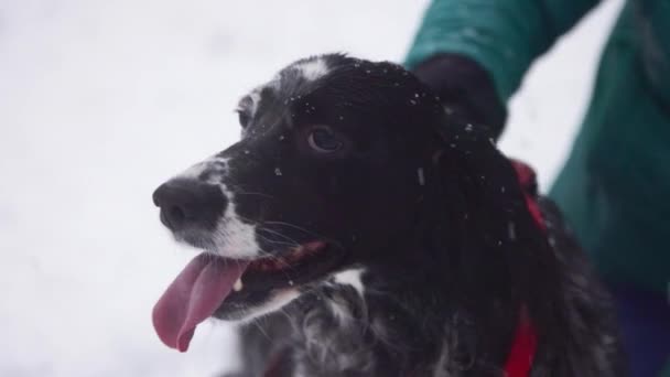 Owner Strokes His Dog English Setter Falling Snow Slow Motion — Stock Video