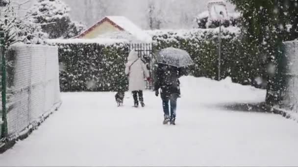 People Snowfall Public Park Large Flakes Snow Slowly Falling Krakow — Wideo stockowe