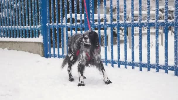 Dog Muzzle Snow Yoga Real Black White English Setter — Stock Video