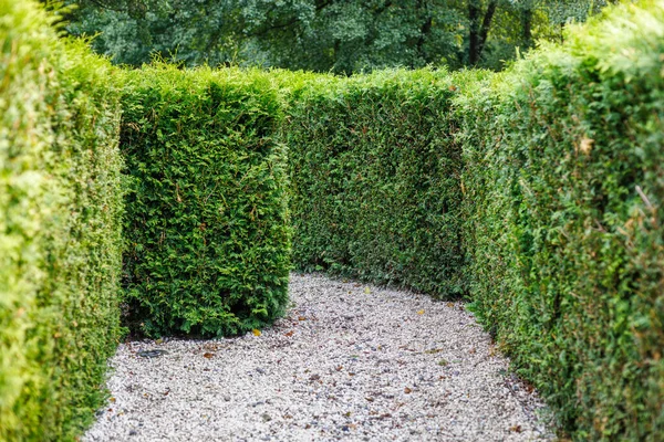 Parktaki haydut ağaçlarının duvarı.