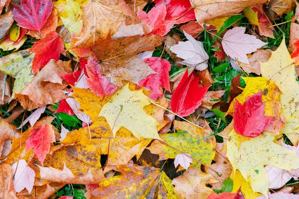 stock image Colorful leaves texture in the park. Autumn fall colorful foliage background.