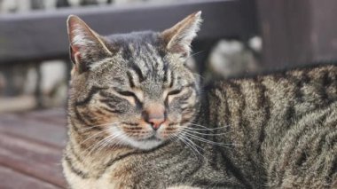 Çizgili güzel kedi portresi gözlerini açıyor..