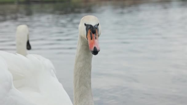 White Swan Hisses You Water — Stock Video