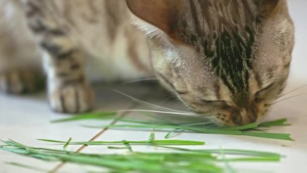 Bengálská Kočka Zelenou Trávu Kuchyni — Stock video