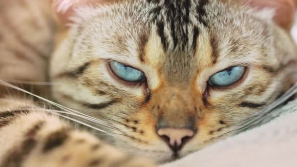 Портрет Лживого Бенгальского Кота Открывает Свои Голубые Глаза Смотрит Тебя — стоковое видео