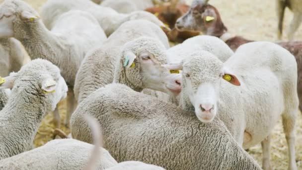 白い羊の群れ 国内の羊の群れを中心に — ストック動画