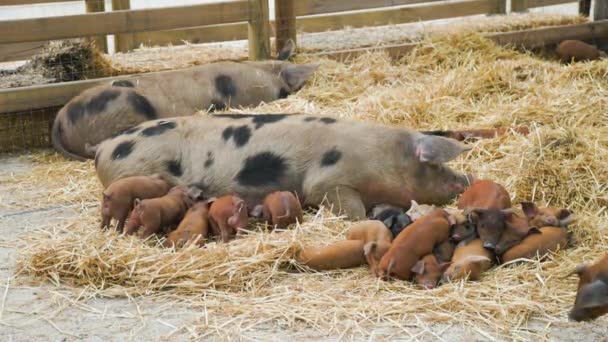 Porca Manchada Gigante Pequenos Porcos Vermelhos Que Alimentam Caneta Animal — Vídeo de Stock
