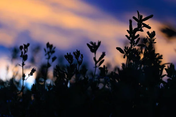 Silhouettes of flowers on the background of the sunset