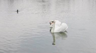 İki kuğu suda yüzüyor..