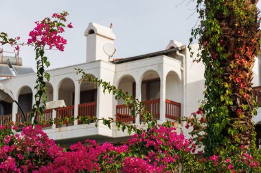 Pembe çiçeklerden oluşan beyaz bir kır evi. Çiçeklere odaklan..