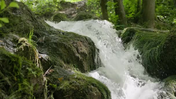 Лесная Река Среди Камней Мху Собака Выбегает Камень — стоковое видео