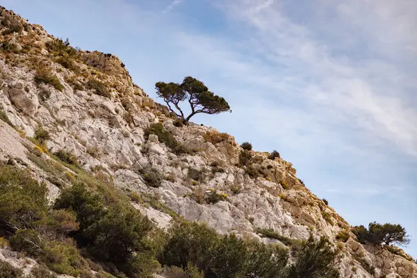 Ağaçlarla çapraz koşan kayalık bir adanın yamacı.