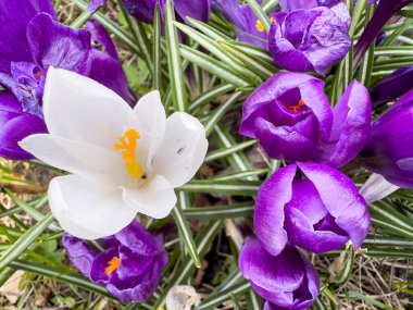 View of beauty blooming spring flowers crocus. Crocuses in the spring forest. Primroses clipart