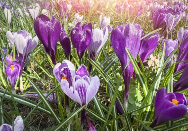 Bloom at spring violet purple crocus pallasii in garden. Bright and colourful clipart