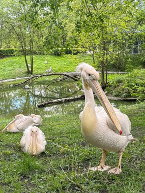 Zarif pelikan hayvanat bahçesindeki göletin yanındaki yeşil çimlerin üzerinde duruyor. Hayvanlar