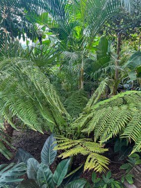 Tropik botanik bahçesi, yeşil orman yaz arkaplanı. Vahşi doğa.