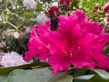 Açık havada açan güzel kırmızı çiçek. # Çalılıklarda kocaman canlı çiçekler #