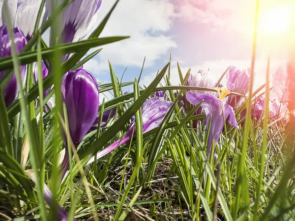 stock image View of beauty blooming spring flowers crocus.  Crocuses in the spring forest. Primroses 