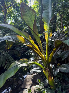 Muz yaprağı, tropikal bahçede arka planda güneş. Yaz konsepti