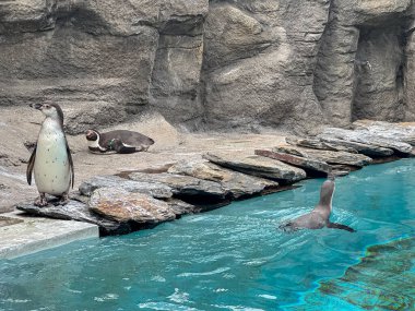 Hayvanat bahçesindeki şirin penguenler. Vahşi hayvanlar.