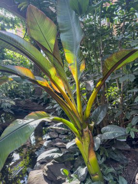 Tropikal flora muz yaprağı arka planda Güneş tropik bahçede, güzel yeşil bir yaprak