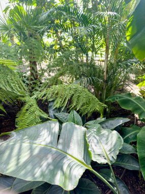  Botanik bahçesinde egzotik bitkilerle yeşil orman. 