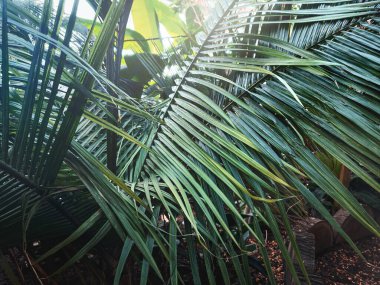 Güzel tropikal yeşil yapraklar bahçede, tropikal yapraklar...