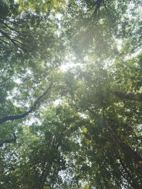 Yeşil yapraklar ve güneş ışığıyla Ağaca Bakmak. Yaz günü 