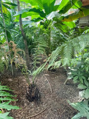 Tropikal muz yapraklı tropik botanik bahçesi. Yeşil egzotik bitkiler ve ağaçlar