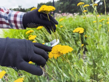  Man wear gloves with secateurs cutting dead  flower in garden. Work in the garden in autumn. Gardening activity clipart