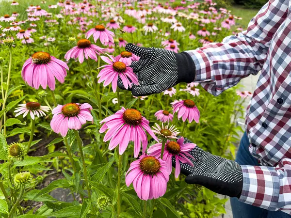 stock image close up woman in gloves looking at flowers greenhouse. Gardening concept