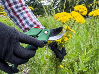 Çiçek budama, bahçe işleriyle uğraşan bir kadın. Kapat.