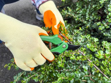 Eldivenli eller bahçedeki yeşil bir çalıyı makasıyla buduyor. Bahçe işlerinde ustalık ve hassasiyet gösteriyor.