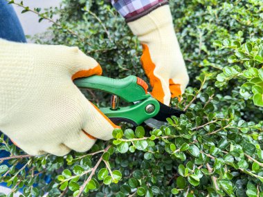 Erkek elleri açık havada budama makasıyla yemyeşil çitleri buduyor, bahçe bakımı sergiliyor..