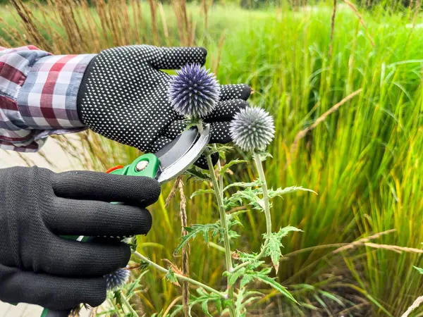 stock image Woman in gloves pruning of flowers with secateurs at greenhouse, summer time. 